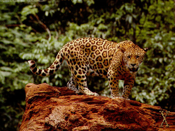 Wallpaper Great, Jaguar