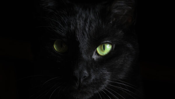Wallpaper Black, Cat