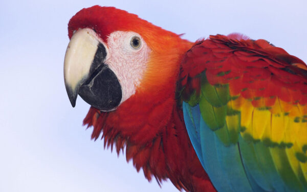 Wallpaper Profile, Macaw, Scarlet