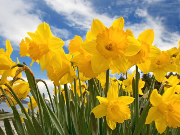 Wallpaper Daffodils, Sunny