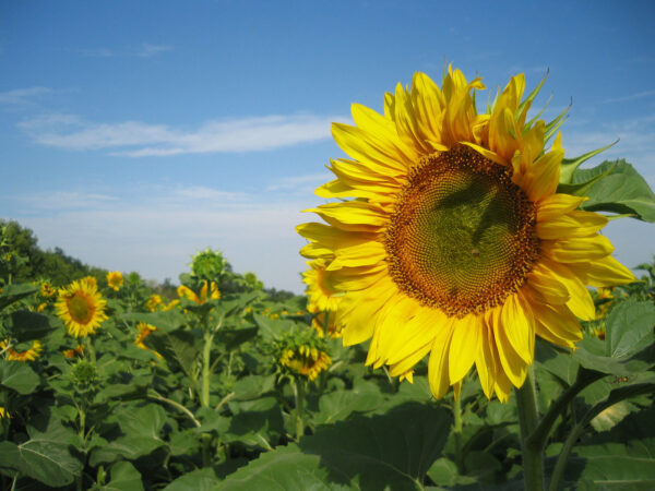 Wallpaper Nature, Sunflowers