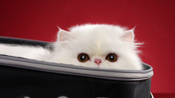 Wallpaper Cat, Desktop, Animals, Cute, Bag