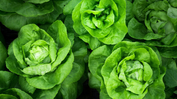 Wallpaper Lettuce, Green