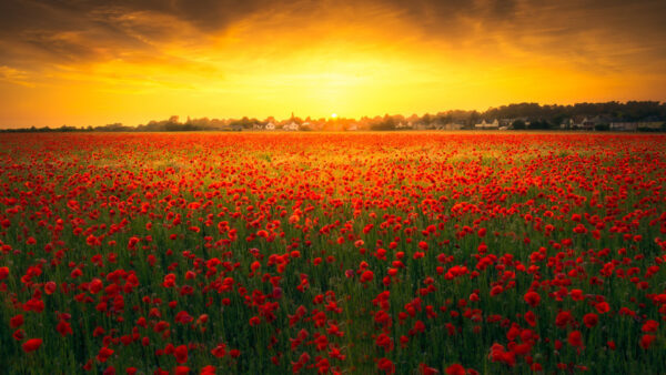Wallpaper Flowers, Green, Lovely, Colourful, Desktop, Under, Sunset, During, Time, Field, Clouds, Poppy, Surrounding, Trees