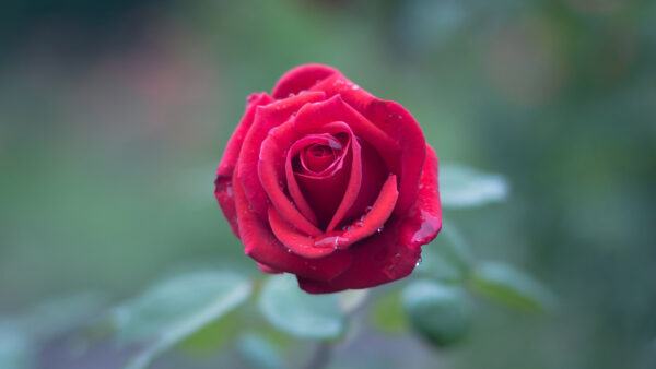 Wallpaper Water, With, Red, Rose, Blur, Drops, Flowers, Background, Green