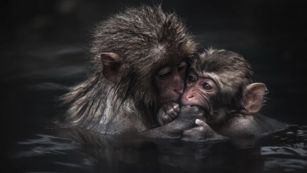 Wallpaper Water, Desktop, Close, Two, Animals, Monkeys, Body, Photography