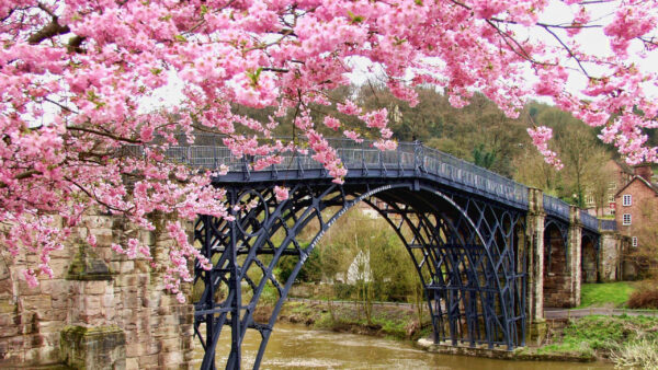 Wallpaper Nature, Bridge, Above, Pink, Flowers, River, And, Blossom