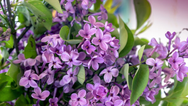 Wallpaper Lilac, Blossom, Flowers, Desktop, Spring