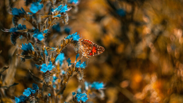 Wallpaper Blue, Color, And, Birds, Standing, Butterfly, Brown, Desktop, Mobile, Flowers, With, Red, Plant