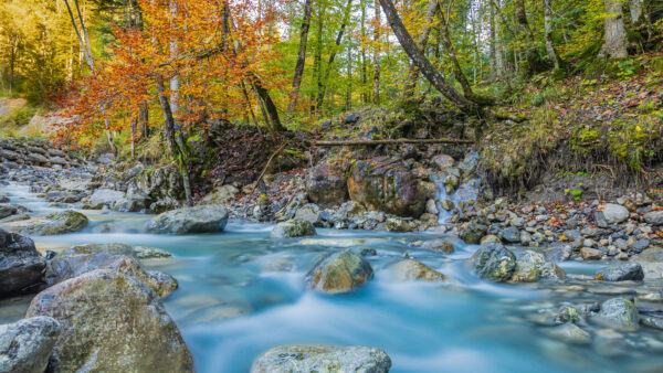 Wallpaper Desktop, During, River, Cool, Daytime, Forest, Middle