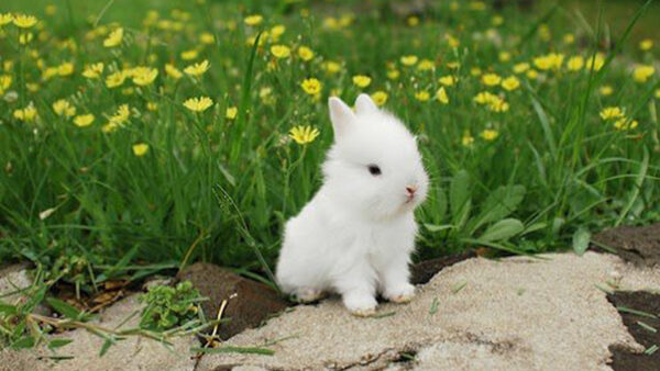 Wallpaper Photography, Field, Beautiful, Rabbit, Green, Flowers, Yellow, White, Grass