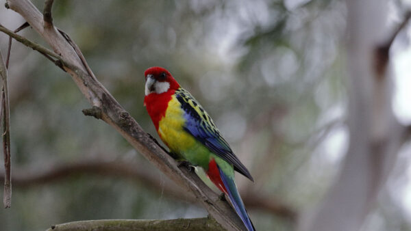 Wallpaper Mobile, Standing, Yellow, Bird, Red, Desktop, Tree, Bokeh, Background, Branch, Green, Blur, Birds, Blue