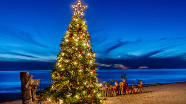 Wallpaper Decorated, Under, Christmas, Blue, Desktop, Sky, Tree, Sand, Beach