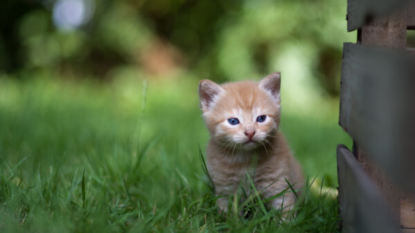 Wallpaper Desktop, Cat, Blur, Little, Green, Kitten, Standing, Grass, Cute, Background