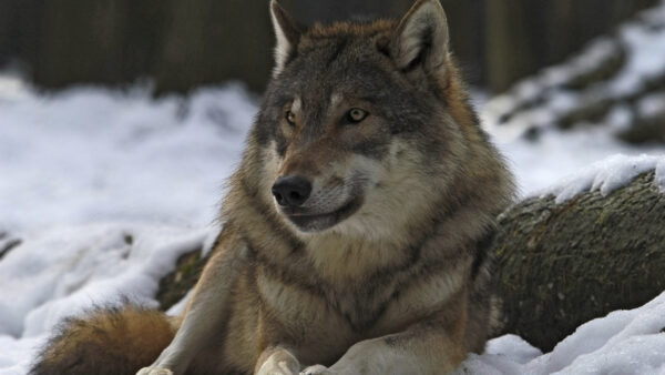 Wallpaper Animal, Wolf, Desktop, Mobile, Animals