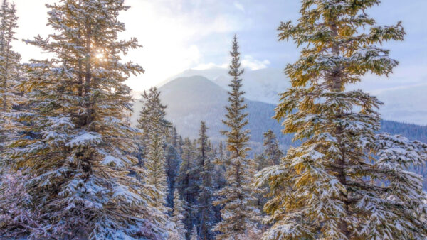 Wallpaper Fir, Tree, Desktop, Snow, With, Winter, Landscape, Mountain, Covered