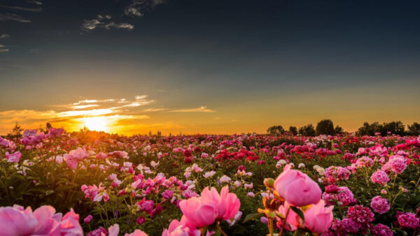 Wallpaper Rose, Field, Background, Flowers, Spring, Pink, Sunrise