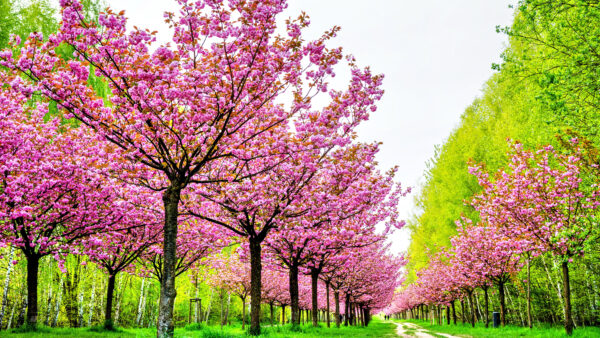 Wallpaper Spring, Blossom, Flower, Path, Pink, Forest, Flowers