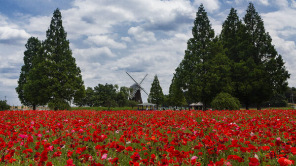 Wallpaper Spring, Blue, White, Under, Mill, Background, Sky, Flowers, Mobile, Clouds, Desktop, Poppies, Common, Red