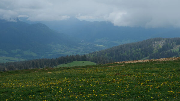 Wallpaper Sky, Clouds, Desktop, Hills, Flowers, Mobile, Nature, Forest, Mountains, Yellow, Field