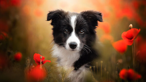 Wallpaper Dog, Red, Flowers, Poppy, Collie, Background, Border, Field, Pet