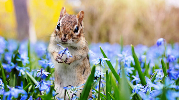 Wallpaper Squirrel, Blur, With, Flower, Blue, Mobile, Background, Standing, Yellow, White, Desktop, Brown