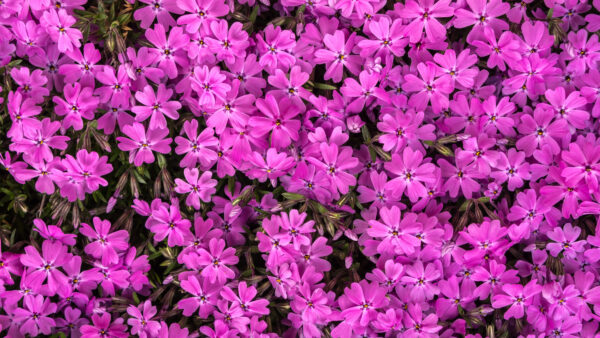 Wallpaper Bunch, Flowers, Mobile, Desktop, Plants, Purple