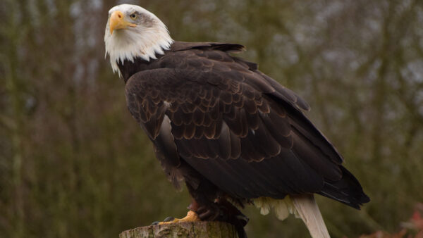 Wallpaper Jungle, Bird, Eagle, Blur, Bald, Background, Desktop