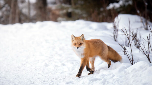 Wallpaper Walking, Snow, White, Brown, Fox