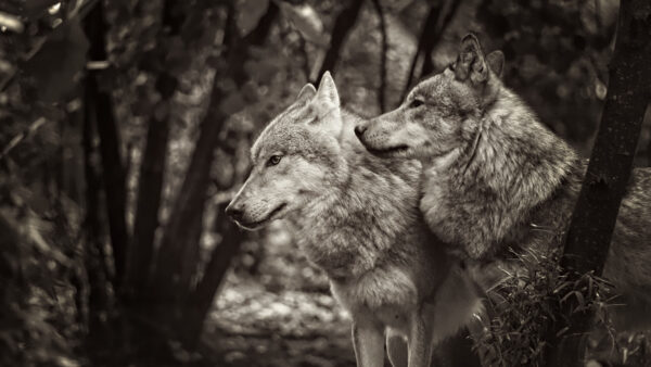 Wallpaper Forest, White, Image, Background, Wolf, Wolves, Black, And