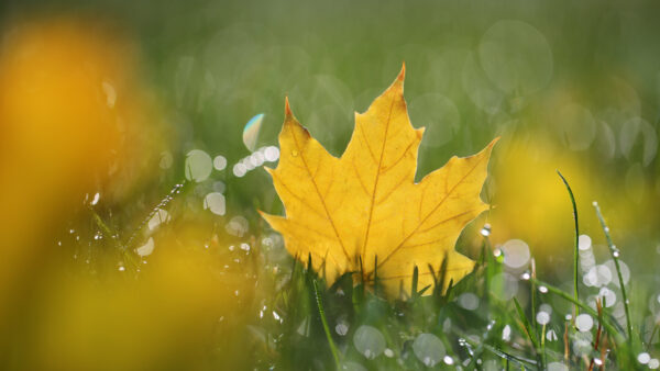 Wallpaper Water, Maple, Grass, Drops, Nature, And, Desktop, With, Leaf