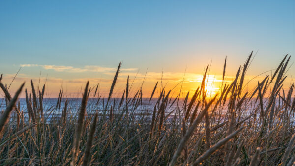 Wallpaper Field, Green, Clouds, Blue, Near, Mobile, Sunrise, Grass, Ocean, Under, During, Desktop, Yellow, Nature, Sky