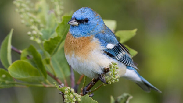 Wallpaper Plant, Birds, Bird, Branch, Blue, Brown, White, Standing