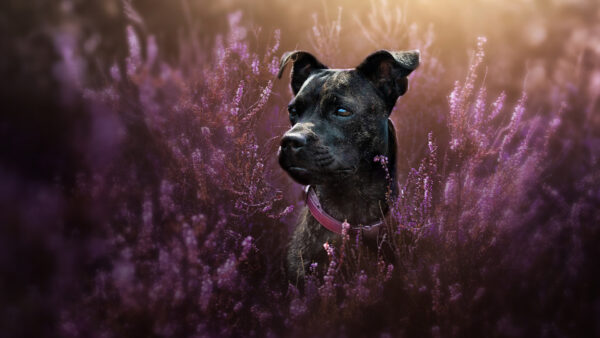 Wallpaper Flowers, Animals, Dog, Purple, Desktop, Black, Around