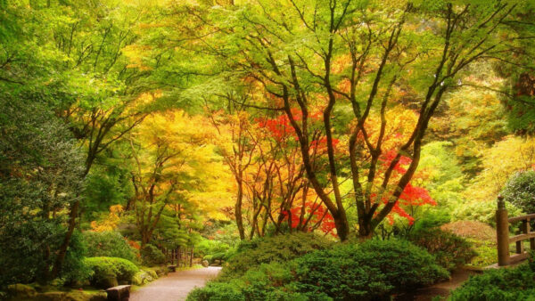 Wallpaper Nature, Trees, Path, Park, With, Colorful