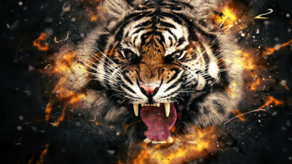 Wallpaper Fire, Head, Tiger