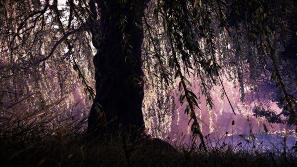 Wallpaper Branches, Desktop, Big, Mobile, Tree, Light, Nature, Leaves, Background, Purple