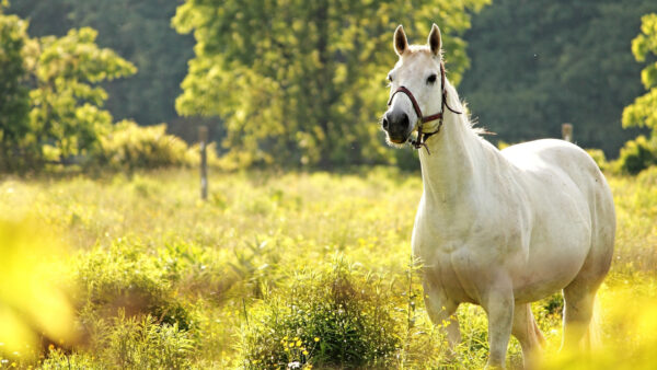 Wallpaper Around, Desktop, Horse, White, Plants, Green