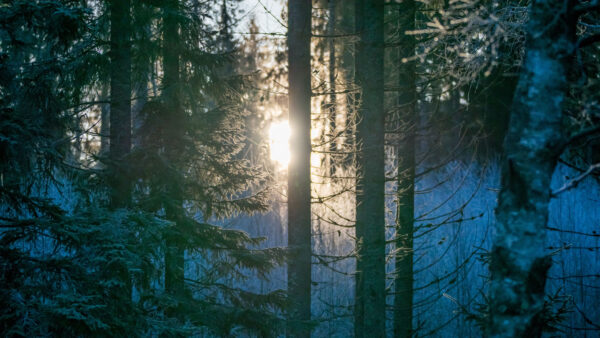 Wallpaper Mobile, Covered, Nature, Snow, Desktop, Sunlight, Forest, Trees, Through
