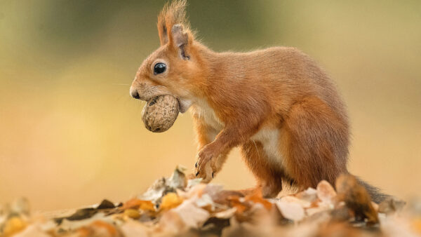 Wallpaper Desktop, Squirrel, With, Shallow, Black, Eyes, Background, Brown