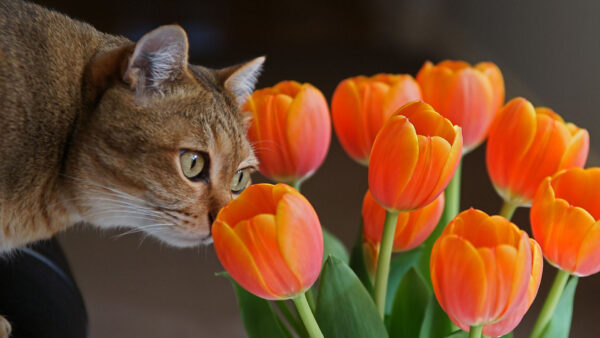 Wallpaper Brown, And, Cat, Desktop, Tulips