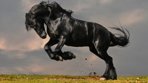 Wallpaper With, Horse, Desktop, Cloudy, Sky, Background, Black