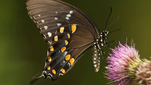 Wallpaper Blur, Desktop, Butterfly, Designed, Yellow, Background, Dots, Flower, Green, Black