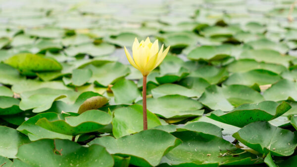 Wallpaper Green, Flower, Lotus, Flowers, Leaves, Water, Yellow