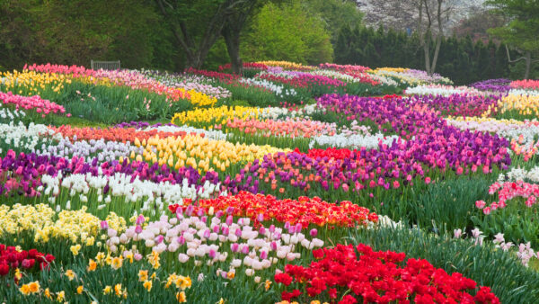 Wallpaper Flowers, Trees, Garden, Park, Colorful, Beautiful, Tulip, Green