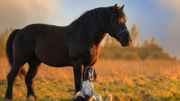 Wallpaper Standing, Green, Are, Grass, And, Horse, Black, Dog