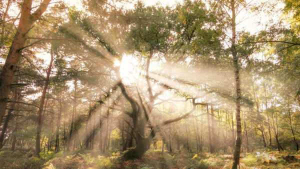 Wallpaper Forest, Covered, Trees, Nature, With, Sunbeam