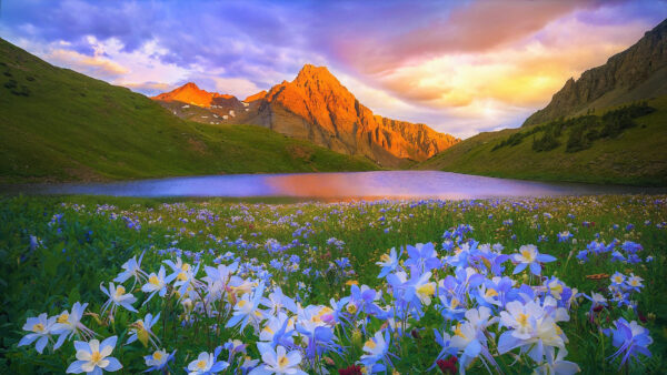 Wallpaper Grass, Blue, Mountain, Yellow, Flowers, Field, White, River, Background