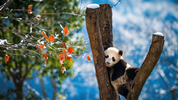 Wallpaper Blur, Panda, Standing, Cub, Between, Background, Trunk, Tree