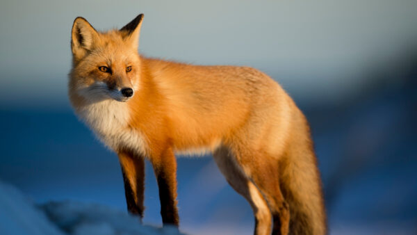 Wallpaper Background, Standing, Fox, Blur, Brown